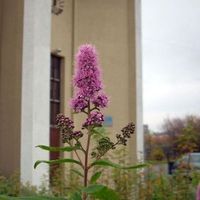 Murmansk Altersheim New Apostolic Church