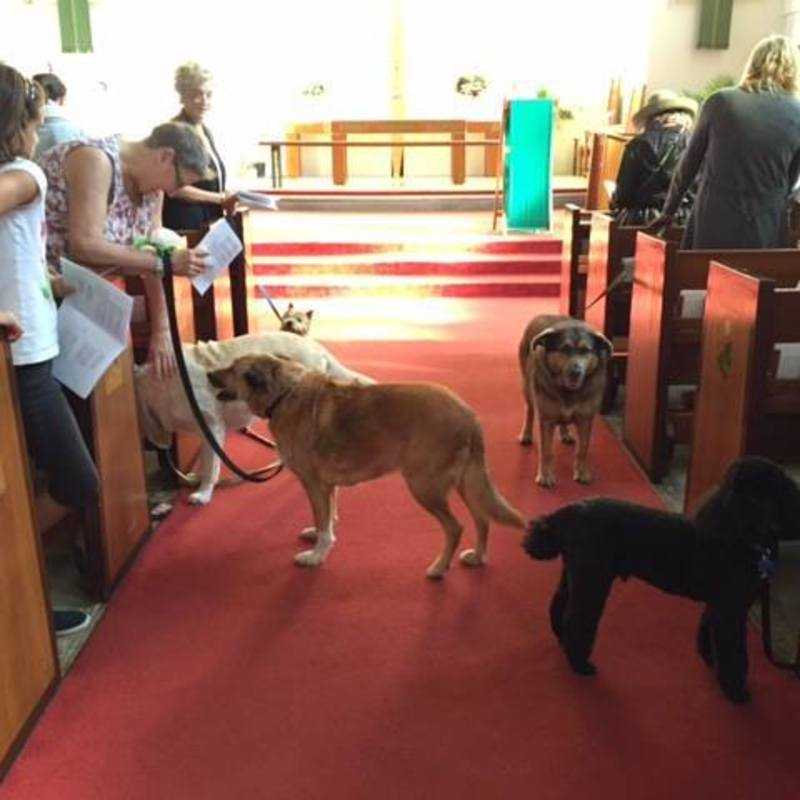 Blessing of the Animals Service 2015 with VOKRA