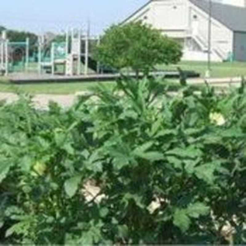 Community Garden in August