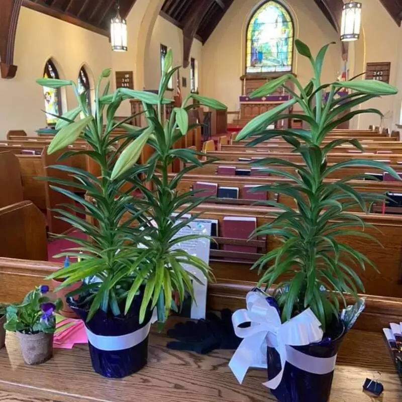 Palm Sunday 2020