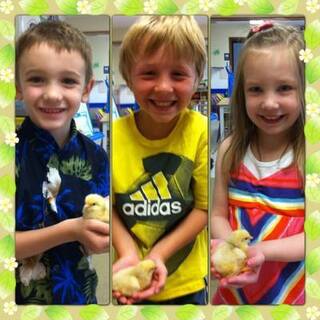 Pleasant Memories Preschool  - hatching baby chicks