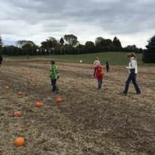 Pumpkin hunt at the Fall festival 2015