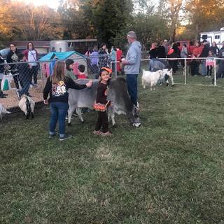 Fall Festival in Summertown - Petting Zoo