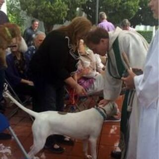 Blessing of the Animals - 7 October 2015