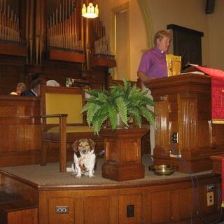 Blessing of the Animals 2014