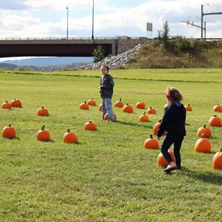 Pumpkin Patch